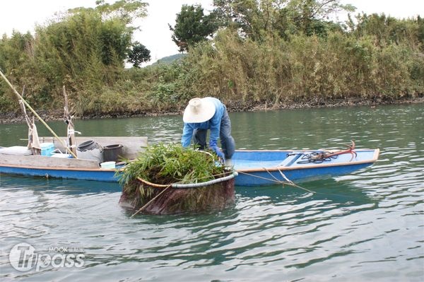 用樹枝來當魚餌，是漁家的捕魚智慧。（攝影／景點家魏汝蔚）