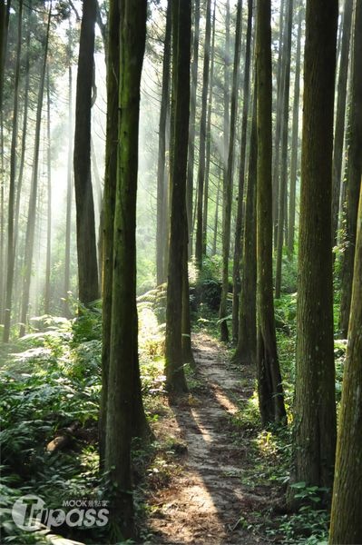 美麗的台灣柳杉林是新興的私人秘境。（攝影／景點家江明麗）
