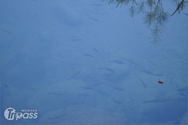 透過清澈的河水可以看到珍貴的保育魚類。（攝影／景點家江明麗）