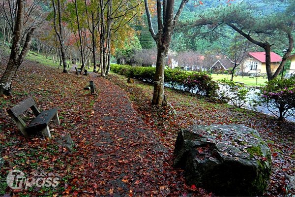 秋季時可以見到步道兩旁楓葉轉紅的景象。（圖片提供／中興大學實驗林管理處）