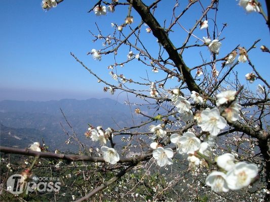 梅峰古道植滿成排梅樹，形成一片雪白花海。（圖片提供／梅嶺風景區發展協會）