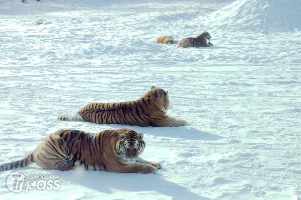 吉普車離開後，所有東北虎只能乾巴巴地望著跑第一的老虎（圖右後方）獨享大餐。（攝影／景點家李欣怡）
