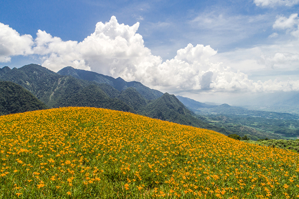 六十石的山金針花海(圖／花東縱谷國家風景區)