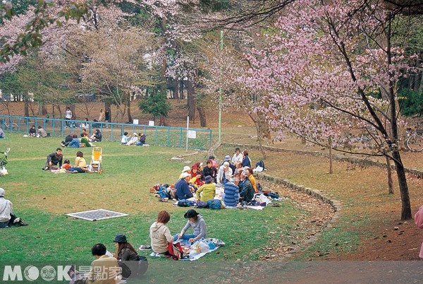 圓山公園腹地廣大，在春季時有1500餘株櫻花紛紛綻放，是札幌市內的賞櫻名所。（圖片提供／墨刻編輯部）