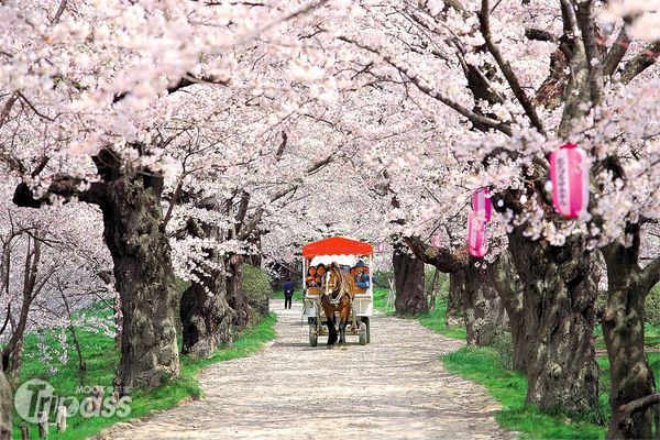 3月下旬正是到日本賞櫻的好時節。（圖片提供／北東北完全指南）