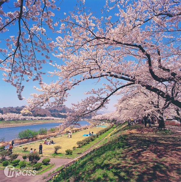 日本絕美的櫻花季由南往北逐漸展開。（圖片提供／北東北完全指南）