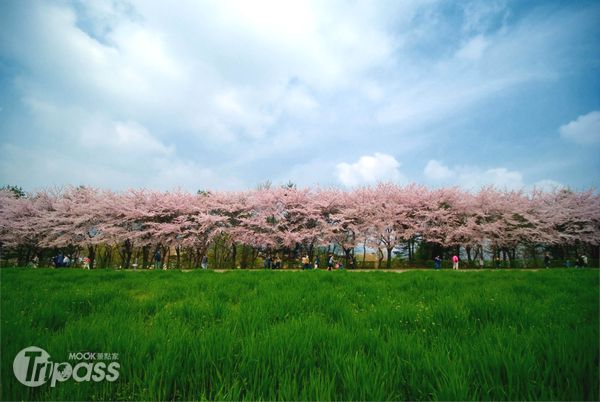 京畿道櫻花將在4月盛開，為天空換上新裝。（圖片提供／韓國觀光公社）