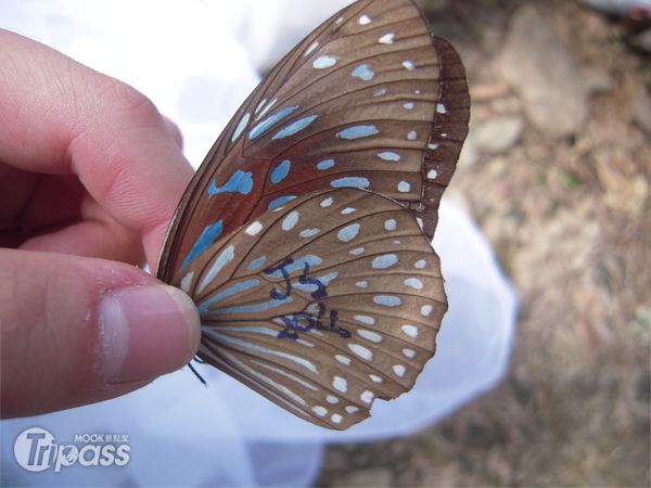 一隻身上標有記號的小紋青斑蝶飛越了100公里來到西拉雅。（圖片提供／西拉雅國家風景區管理處）