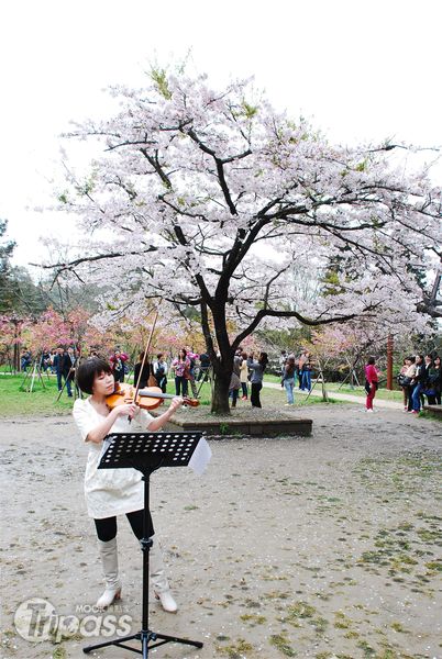賞櫻季期間，當地還將舉辦「春遊阿里山──櫻與音的對話」小型音樂會。（圖片提供／嘉義林區管理處）