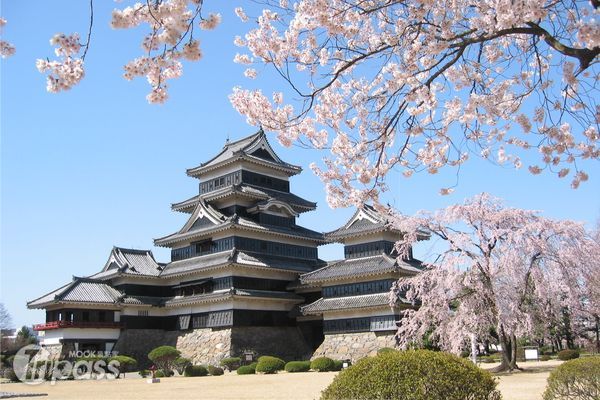 長野縣的松本城為日本國寶級建築，亦為賞櫻勝地，每到春天，必定吸引眾多遊客前來賞櫻。（圖片提供／長野縣觀光振興課）