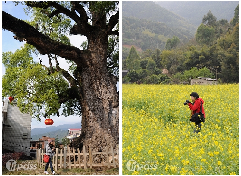 圖左為有千年歷史的古樟樹，圖右為村裡隨處可見的油菜花田。（攝影／景點家李欣怡）