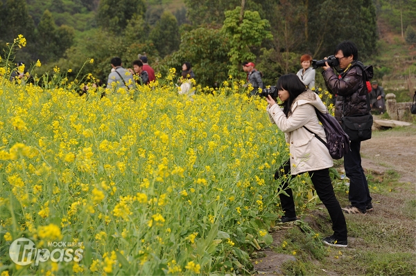 村內盛開的油菜花，吸引遊客前來這個避世古村落拍照。（攝影／景點家李欣怡）