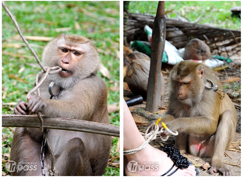 如何解開纏在一起的繩子，也是猴子需要學習的課程之一。（攝影／景點家李欣怡）