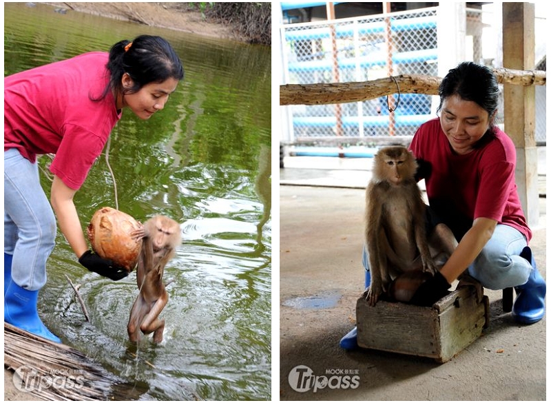 圖左：課程模擬椰子掉入水中的情形，此時猴子需具備游泳將椰子撿回來的技能。圖右：猴子的第一課──轉椰子。（攝影／景點家李欣怡）