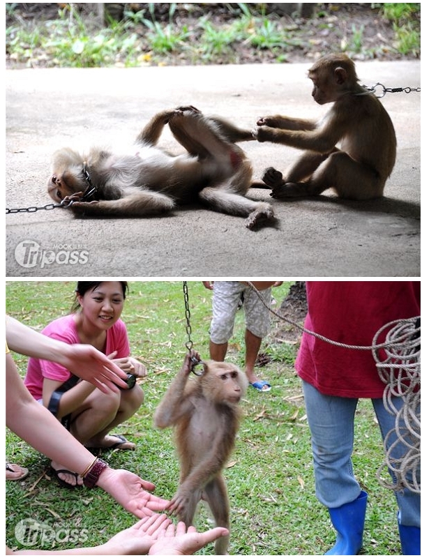 圖上：猴子學園裡常可見同學們玩成一片。圖下：模範生示範摘椰子課程結束後，一一與遊客握手道別。（攝影／景點家李欣怡）
