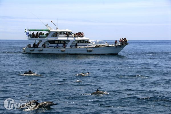 東北角賞鯨豚由當地漁船先出發並提供鯨豚出沒訊息，遊客看到海豚的機率相當高。（圖片提供／東北角暨宜蘭海岸國家風景區管理處）