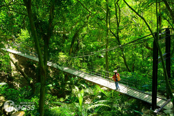 大板根森林溫泉渡假村有國寶級的原始板根亞熱帶雨林景觀。（圖片提供／大板根森林溫泉渡假村）