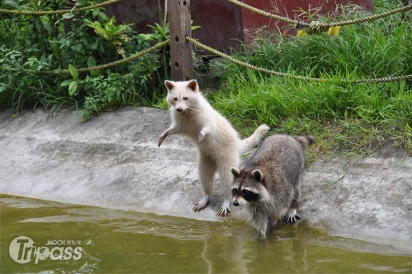 農場多達30幾種動物，除了觀賞還可享受餵食的樂趣。（攝影／景點家李欣怡）