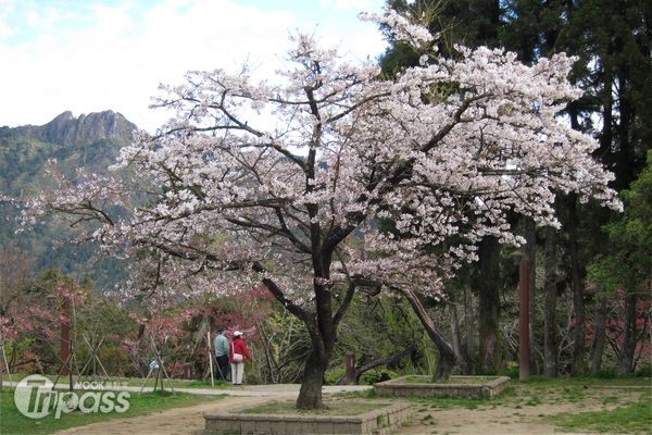 粉紅色的吉野櫻漫天飛舞，讓阿里山花季更添浪漫氣氛。（圖片提供／嘉義林區管理處）