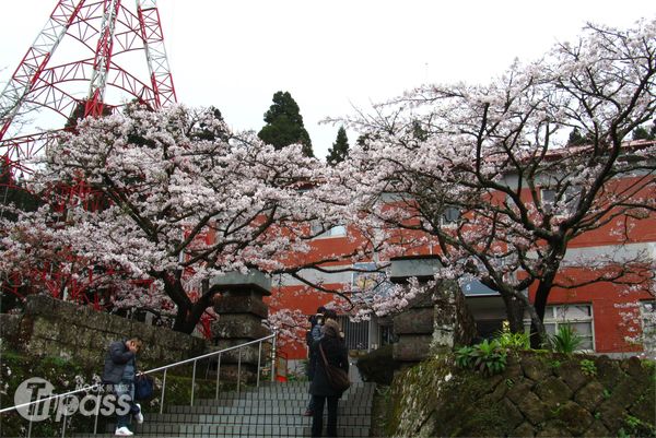 阿里山花季指標性花種—吉野櫻，每年3月底進入盛開階段，為遊樂區中為數最龐大的櫻花品種。（圖片提供／嘉義林區管理處）