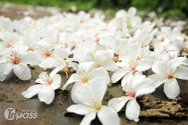 桐花攝影馬拉松比賽，參賽者可自3項主題擇一拍攝參加。（攝影／景點家陳冠鑫）