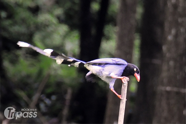 有長尾山娘之稱的台灣藍鵲，將有機會在登山步道中一睹其風采。（攝影／景點家李欣怡）
