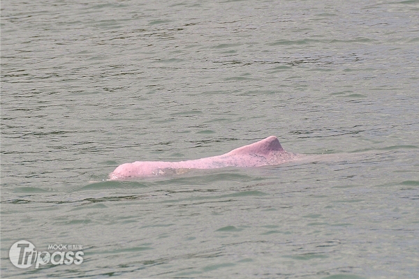 粉紅海豚原是灰色，8歲之後身上的灰色會漸漸退去變成粉紅色。（攝影／景點家李欣怡）