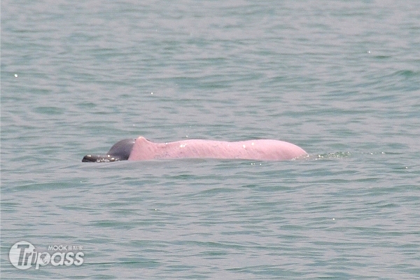 後面露出頭部的灰色及前面粉紅色海豚，分別是小孩及母親一起悠游大海中。（攝影／景點家李欣怡）