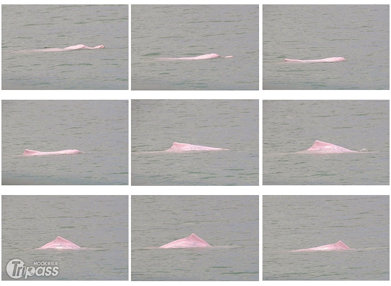 害羞的海豚微微露出身影，牠就是傳說中的粉紅海豚！（攝影／景點家李欣怡）