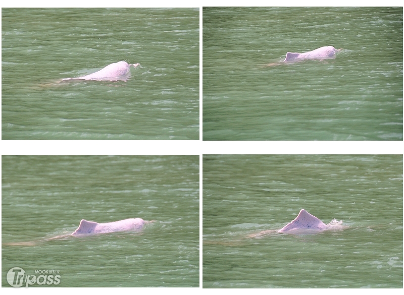 海豚約每三分鐘需上來換氣，想要拍到牠的身影得時時刻刻注意海上動靜。（攝影／景點家李欣怡）