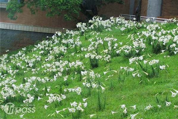 5月上旬的法鼓山百合花正盛開，成週末出遊好去處。（圖片提供／交通部觀光局北觀處）