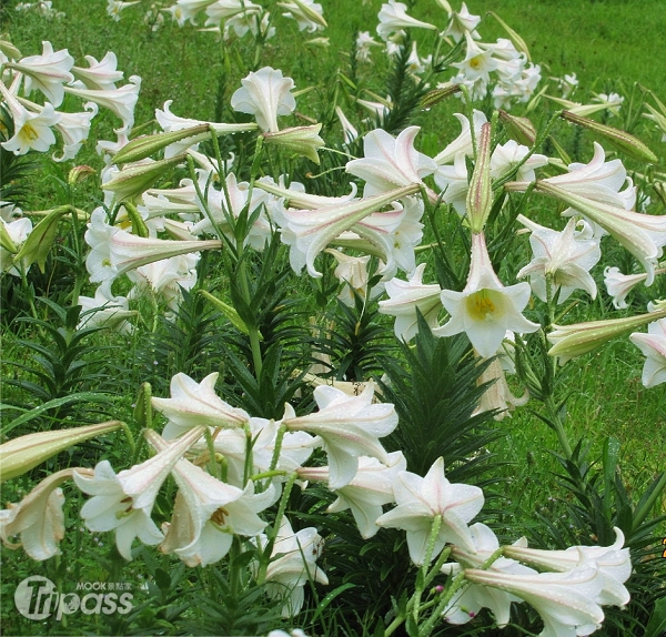 法鼓山上的百合花復育有成，今年花況極佳。（圖片提供／交通部觀光局北觀處）