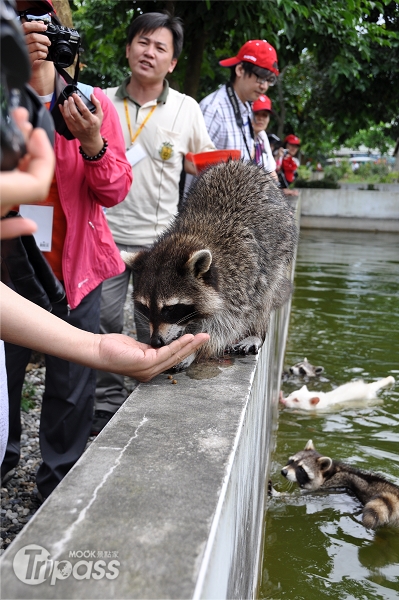 遊客可在新光兆豐農場與可愛的動物們互動。（攝影／景點家李欣怡）