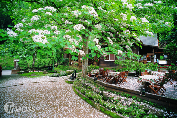 每到桐花季，油桐花坊40多年樹齡的桐花樹，落英繽紛如同「夏雪」。（圖片提供／油桐花坊）