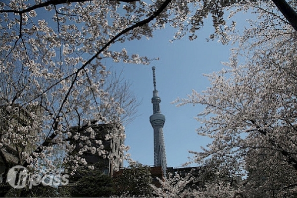 開幕後的東京晴空塔成為東京新地標。（圖片提供／日本交流協會台北事務所）