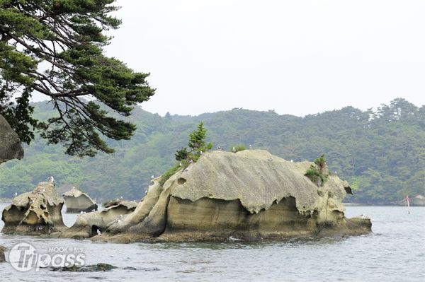 松島灣內260餘座小島，外型各有特色、相映成趣，被譽為日本三景之一。（攝影／MOOK景點家旅遊生活網陳冠鑫）