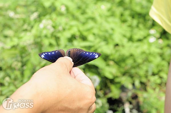 紫斑蝶的迷幻色彩，讓不少愛蝶人士為之瘋狂。（攝影／MOOK景點家旅遊生活網陳冠鑫）