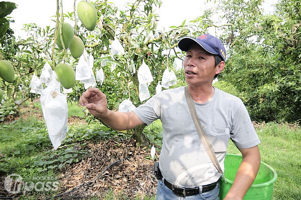 鄭榮華正介紹著不同品種芒果的特色。（攝影／MOOK景點家旅遊生活網陳冠鑫）