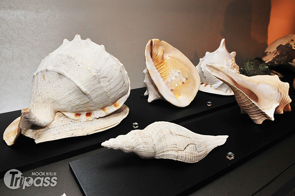 此次貝殼之美特展展出三百餘件標本，部分展區還可親自觸摸體驗。（圖片提供／國立臺灣博物館）