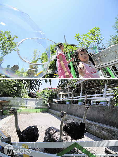 園內規劃的大泡泡體驗區與可愛動物區，讓孩子們玩到捨不得離開。（攝影／MOOK景點家旅遊生活網陳冠鑫）