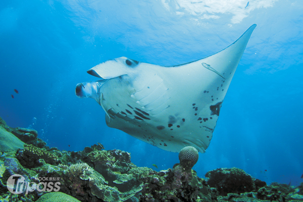 石垣島海底生物豐富，是潛水客的天堂。（圖片提供／Club Med石垣島）