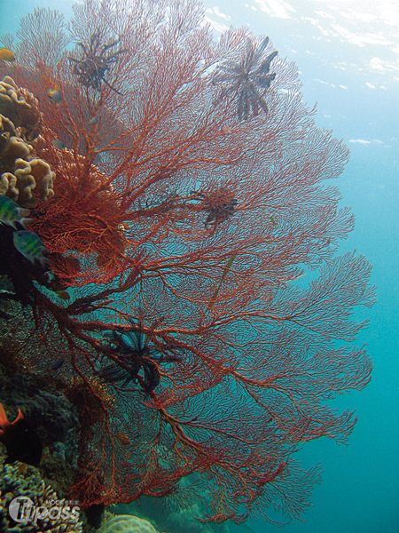 帛琉擁有豐富的海底景觀而成著名的潛水勝地。（圖片提供／墨刻編輯部）