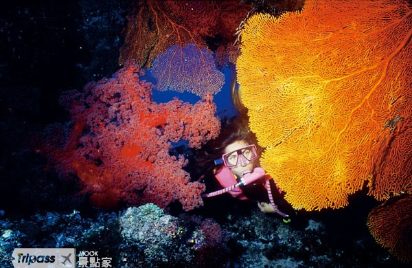 大堡礁擁有世界最大珊瑚礁群。（圖片提供／澳洲旅遊局）