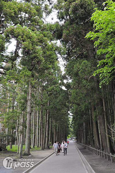 高聳的杉木參拜道，漫步其間令人心曠神怡。（攝影／MOOK景點家旅遊生活網陳冠鑫）