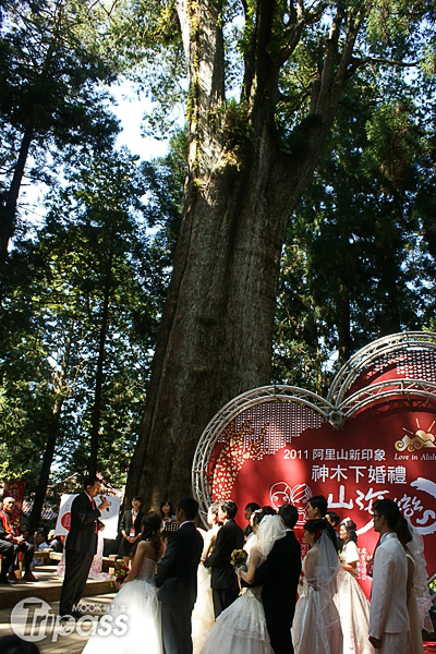 透過千年神木的見證與祝福，讓婚禮更顯浪漫。（圖片提供／阿里山國家風景區管理處）