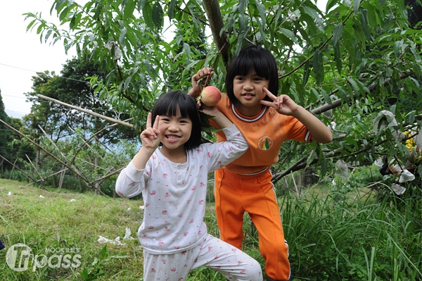 比亞外部落以有機方式種植水蜜桃，造福消費者也保護這塊土地。（攝影／MOOK景點家旅遊生活網李欣怡）