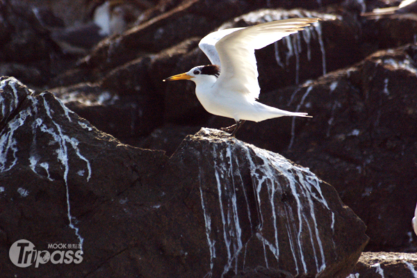 黑嘴端鳳頭燕鷗今年出現在西莒蛇島上。（圖片提供／馬祖國家風景區管理處）