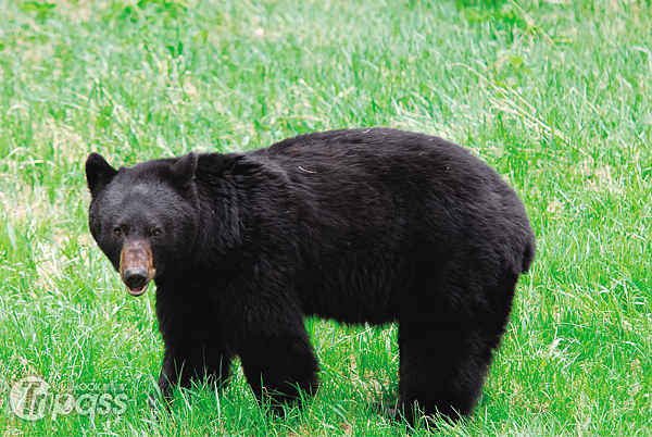 看著黑熊在眼前閒逛，也是到加拿大的必遊內容之一。（圖片提供／墨刻編輯部）