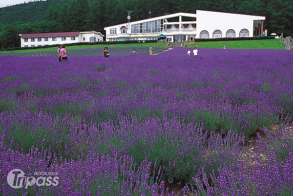 北海道以薰衣草聞名，每到夏天旅遊旺季總是遊客如織。（圖片提供／墨刻編輯室）