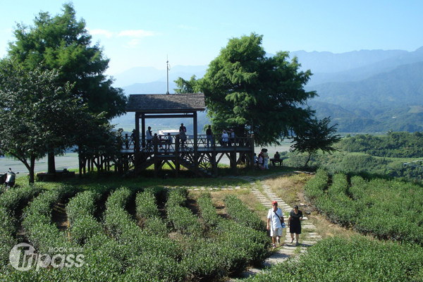 玉蘭茶山健行日期訂於8月26日開放現場及網路報名。（圖片提供／三星地區農會）